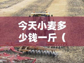 今天小麦多少钱一斤(驻马店今天小麦多少钱一斤) 今天小麦多少钱一斤(驻马店今天小麦多少钱一斤)