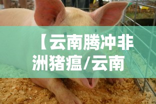 【云南腾冲非洲猪瘟/云南 非洲猪瘟】 【云南腾冲非洲猪瘟/云南 非洲猪瘟】